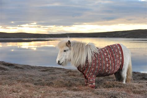 Animalpalooza Whats Cuter Than A Shetland Pony A Shetland Pony In A