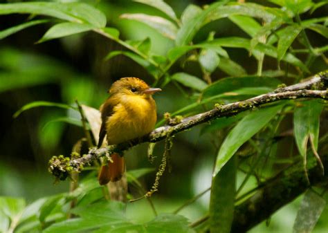 Atlantic Royal Flycatcher Onychorhynchus Swainsoni Maria Flickr