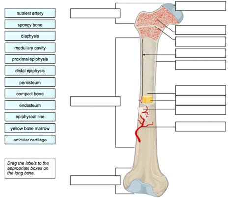 Long Bone Labeling Worksheet Answers Diagrams Quizzes And Worksheets