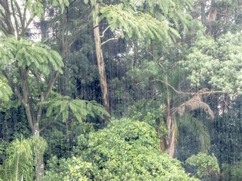 Rain In The Tropical Rainforest Stock Photo Image Of Nature Natural