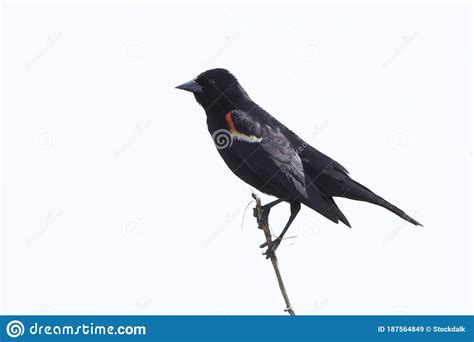 Red Winged Blackbird Isolated Stock Image Image Of Animal Wildlife