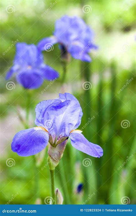 Blue Iris Flower Closeup On Garden Background Stock Photo Image Of