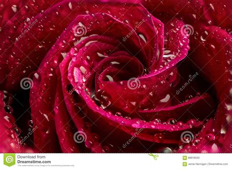 Macro Red Rose With Water Droplets Stock Photo Image Of Valentines