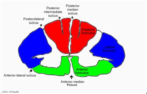 Neuroanatomy Online Lab 4 External And Internal Anatomy Of The