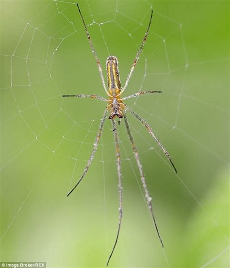 4 Acre Spider Web Found In Baltimore Teeming With 107 Million Arachnids