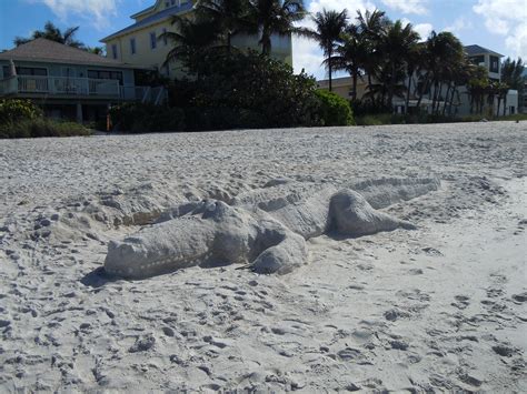 banco de imagens de praia neve inverno gelo clima jacaré animais escultura de areia