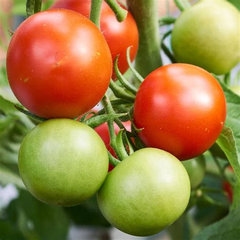 Shirley Grow Your Own Tomato Plants Free Uk Delivery