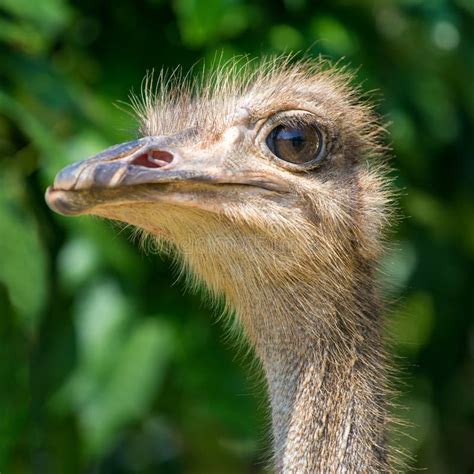 785 Ostrich Head Sand Stock Photos Free And Royalty Free Stock Photos