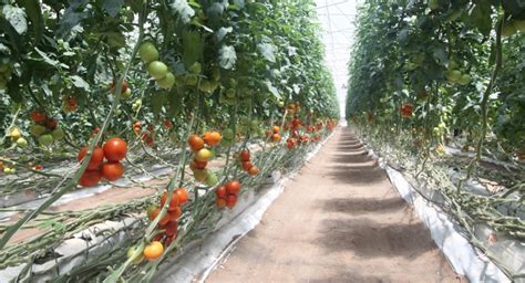 Fresh Fruit And Vegetable Trade Tomatoes Farm Labor And Mexican