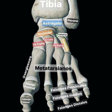 Huesos Del Pie Anatomía Médica Anatomia Y Fisiologia Humana Fisiología