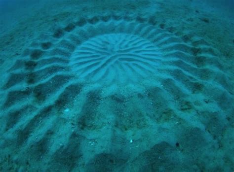 Pufferfish Create Underwater Crop Circles When They Mate