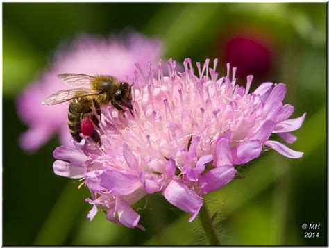 Pink Pollen I Noticed A Few Bees At Ness Gardens With Pink Flickr
