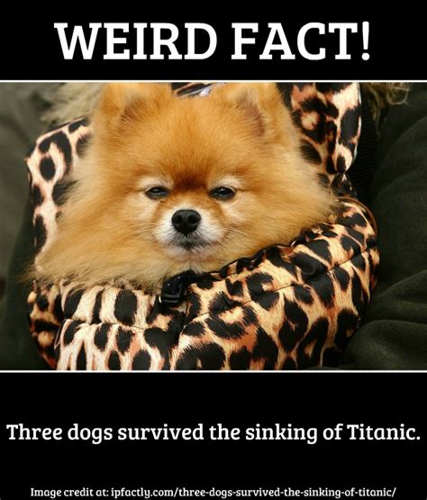Only three of them survived. Three dogs survived the sinking of Titanic. | Always Learning!