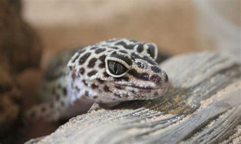 Why Leopard Geckos Make Great Pets For Kids Geckopedia