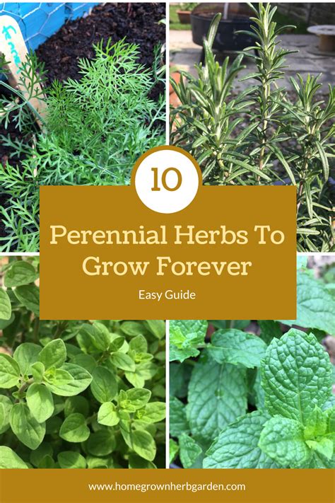 Perennial Herbs For Pots Perennial Herbs Herbs Herbs To Plant