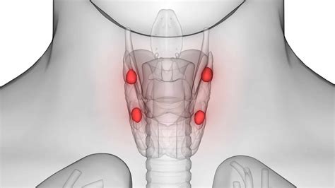 In Humans There Are Four Pea Sized Parathyroid Glands Embedded In The