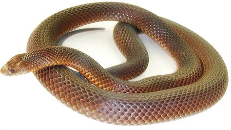 Top 10 Most Dangerous Snakes In Australia Hubpages