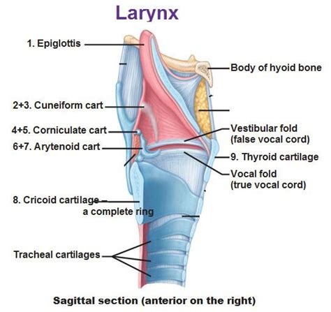Larynx Cuneiform Corniculate Arytenoid Cricoid Vestibular Fold