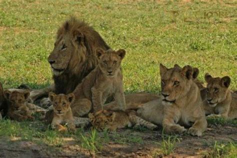 Maybe you know that a group of lions is called a pride, but other animal groups have even weirder names, like a streak of tigers, and a sloth of bears. The "Big 5" Of Africa | hubpages