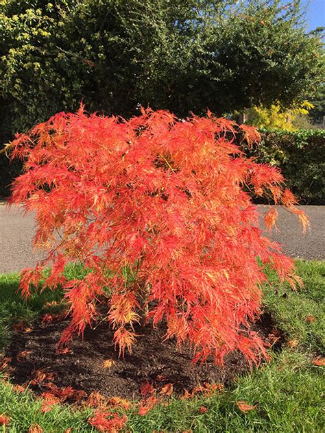Acer Palmatum ‘viridis Miles Japanese Maples