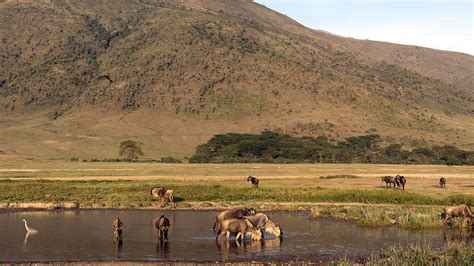 Attractions In Ngorongoro Crater And Conservation Area Safari