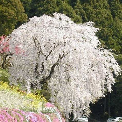 It makes a graceful, elegant specimen tree for front lawns. White fountain weeping cherry tree seeds,DIY Home Garden ...