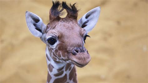 Meet Our Beautiful Baby Giraffe Youtube