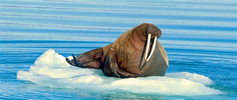 Is It Permissible To Eat Walrus And Seal Meat Seekersguidance