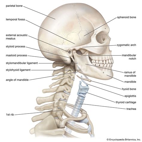 Hyoid Bone Description Anatomy Function Britannica