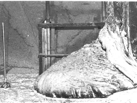 A photograph spreading online shows the elephant's foot lava flow at the site of the chernobyl nuclear reactor disaster. Chernobyl Disaster
