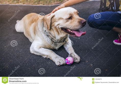 Perro Blanco Grande Que Se Acuesta Mire De Un Perro Imagen De Archivo