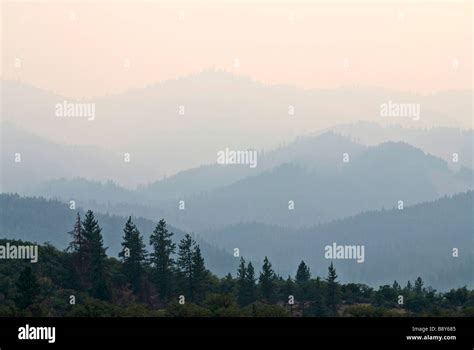 Trees In A Forest Mt Shasta California Usa Stock Photo Alamy