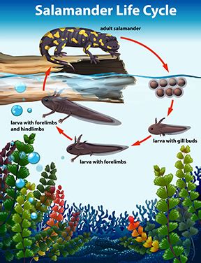 Tiger Salamander Life Cycle