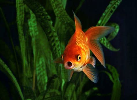 Goldfish Make Their Own Alcohol In Bid To Survive Extreme Conditions