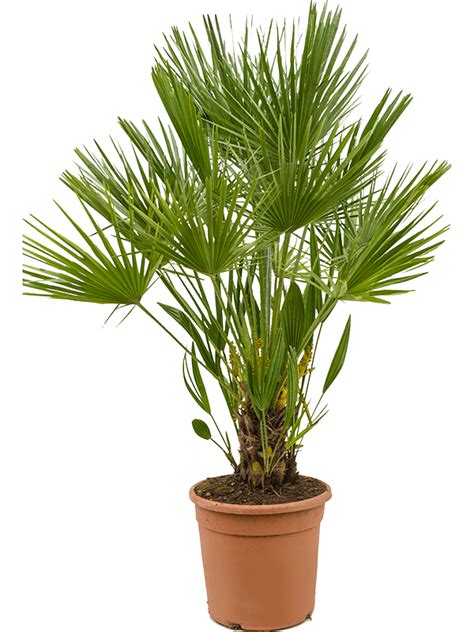 Chamaerops Humilis 100 Cm Planter Floradin As