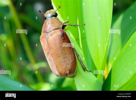 Japanese Water Beetle Hi Res Stock Photography And Images Alamy