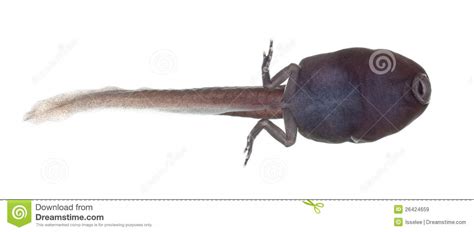 The spiral pattern on its belly is supposed to represent how the. Tadpole (also Pollywog Or Porwigle) Royalty Free Stock ...