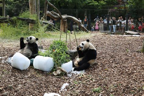 Belgian Zoo Gets Xis Letter On Panda Twins Birthday Cn