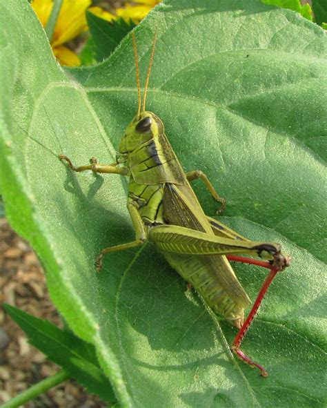 Bug Of The Day Big Green Grasshopper On A Sunflower Leaf