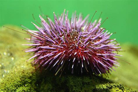 Exploring The Biology And Ecology Of The Mighty Sea Urchin