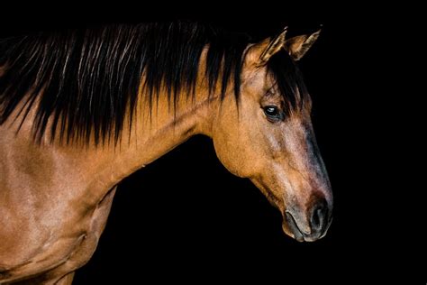 Natural Light Equine Portraits Black Background Horse Portrait