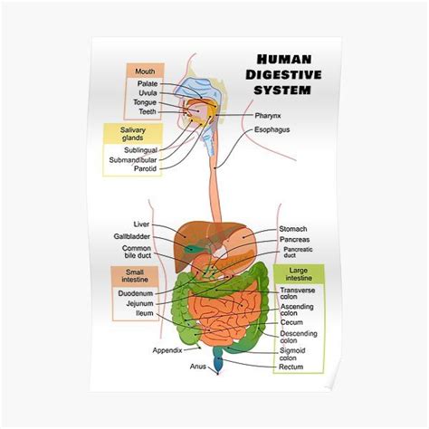 Diagram Of The Human Digestive System Poster By Allhistory In 2021