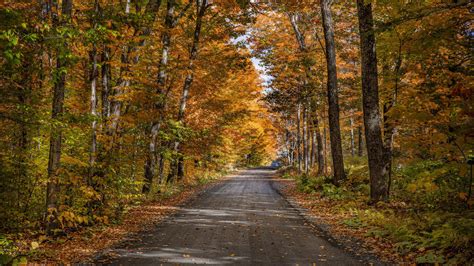 Road Between Trees With Yellow Leaves 4k Hd Nature Wallpapers Hd