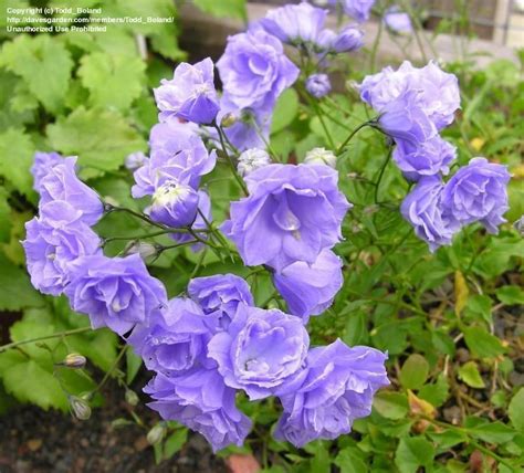Full Size Picture Of Campanula Plena Double Flowering Campanula