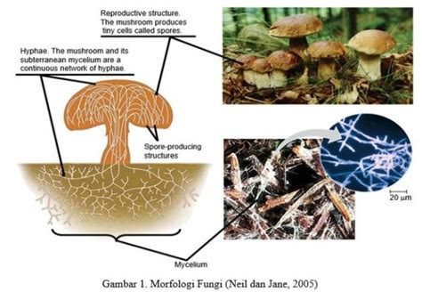 Kingdom Fungi Jamur Ciri Reproduksi Struktur Dan Klasifikasi Riset