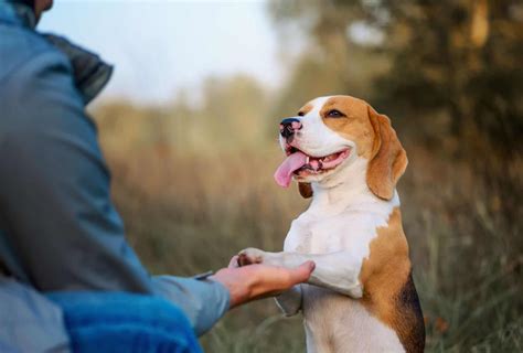 7 Weird Dog Sitting Positions Meaning Pawleaks