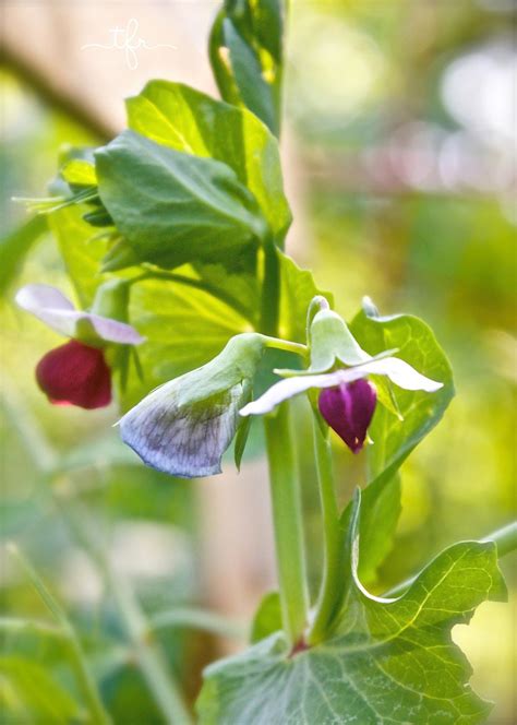 Tips For Growing Peas In Your Garden Angie The Freckled Rose