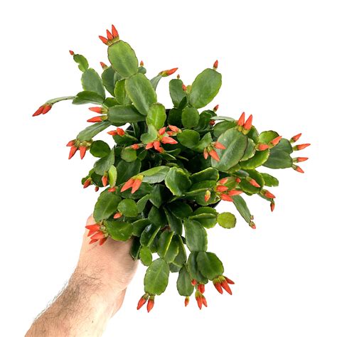 Schlumbergera Gaertneri Holiday Cactus Sarahcotta Plants