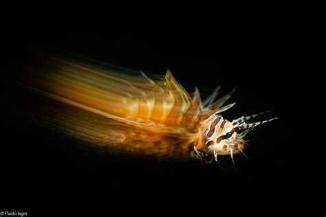 Macro Underwater Photography With Motion Blur