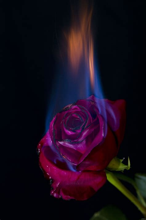 Burning Rose Wallpapers Top Free Burning Rose Backgrounds